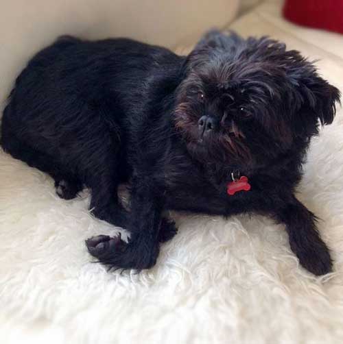 نژاد آفن پیچر affenpinscher