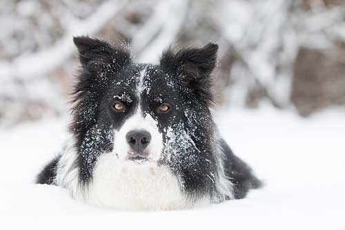 نژاد بوردرکولی Border Collie
